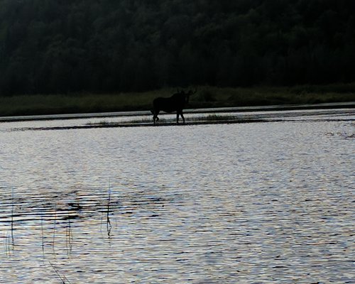 Algonquin 20 - moose.jpg
