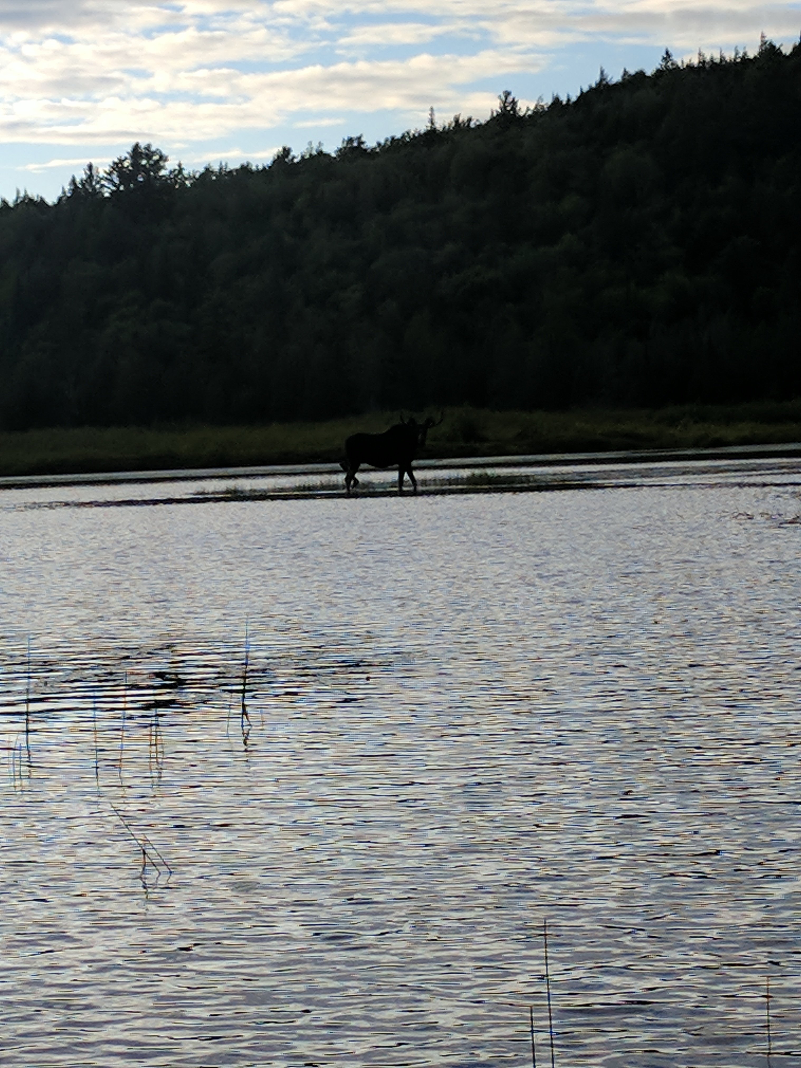 Algonquin 20 - moose.jpg